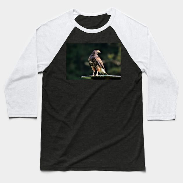 Falcon Baseball T-Shirt by kawaii_shop